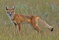 Swift fox (Vulpes velox), Colorado