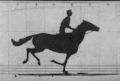 Image 41GIF animation from retouched pictures of The Horse in Motion by Eadweard Muybridge (1879). (from History of film technology)