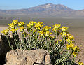 Goldenhead (Acamptopappus shockleyi) an indicator species of the Mojave