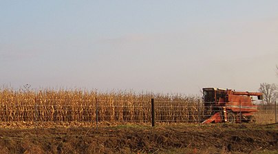 Harvesting maize, Iowa