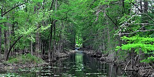 Bald cypress (Taxodium distichum) growing on the Guadalupe River, Kerr County (14 April 2012)