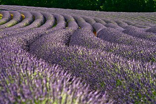 Lavender fields, a well-known feature of southern France, are mainly in Provence.