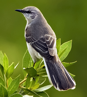 A color photograph of a northern mockingbird