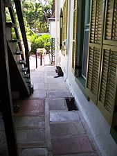 A cat lies on the porch