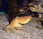 Photograph of an Octopus bimaculoides