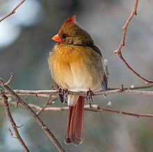 Female northern cardinal perched on a branch looking to its left