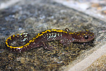Adult of the long-toed salamander