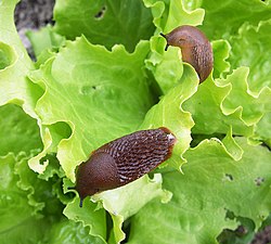 Slugs eating vegetables.