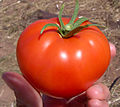 Image 21The tomato (jitomate, in central Mexico) was later cultivated by the pre-Hispanic civilizations of Mexico. (from Indigenous peoples of the Americas)