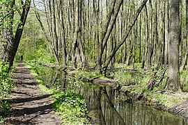 Olszynka Grochowska Nature Reserve