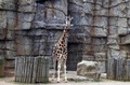 Giraffe exhibit