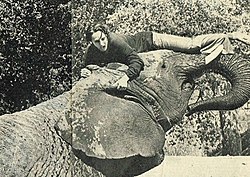 A black-and-white picture of a middle-aged caucasian woman lies with her front on top of the head of a male African elephant, and her legs resting on his trunk. Her mouth is open with a surprised and fearful look.