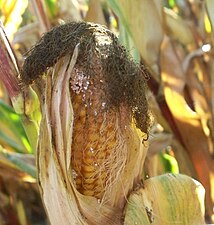 Corncob damage by European corn borer
