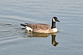 Image 42A Canada goose (Branta canadensis) swimming in Palatine. Photo credit: Joe Ravi (from Portal:Illinois/Selected picture)