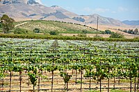 San Luis Obispo is a popular tourist destination as part of the Californian Central Coast wine region.