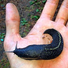 Limax cinereoniger, the world's largest terrestrial slug.