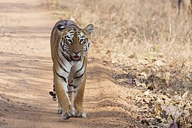 India has the majority of the world's wild tigers, approximately 3,170 in 2022.[225]