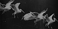 Image 32Flying pelican captured by Marey around 1882. He created a method of recording several phases of movement superimposed into one photograph (from History of film technology)