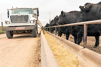 Cattle wait alongside a fence as a truck distributes a grain feed composed of corn by-products into troughs.