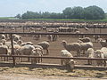 Sheep feed lot south of Dimmitt