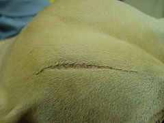 EDS in the same dog showing an atrophic scar