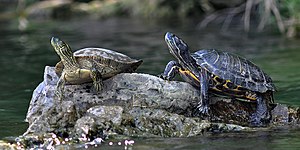 Texas cooter (Pseudemys texana) and red-eared slider (Trachemys scripta), Colorado River, Travis County (12 April 2012)