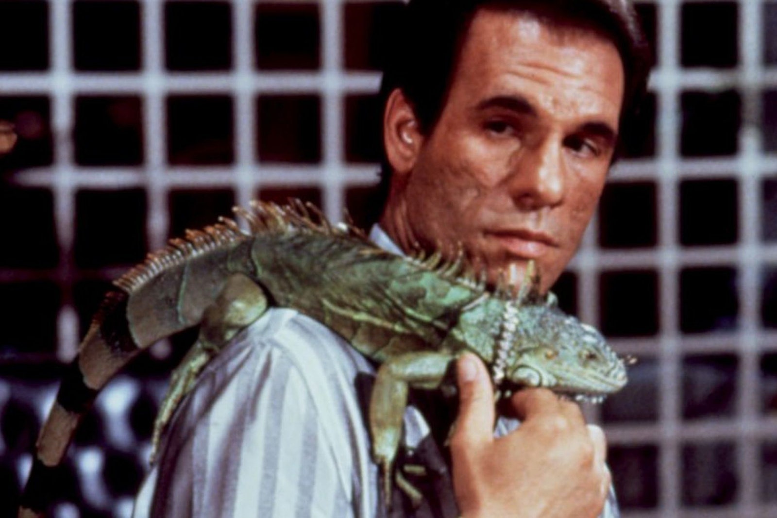Image may contain Robert Davi Animal Reptile Lizard Iguana Human and Person